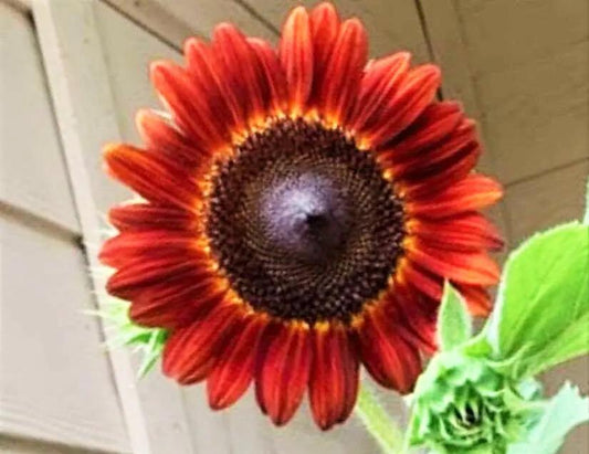 Velvet Queen Sunflower Seeds.