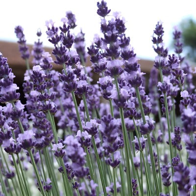 Vera Lavender Herb Seeds. Flower