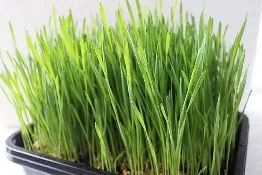 Wheatgrass Seeds.