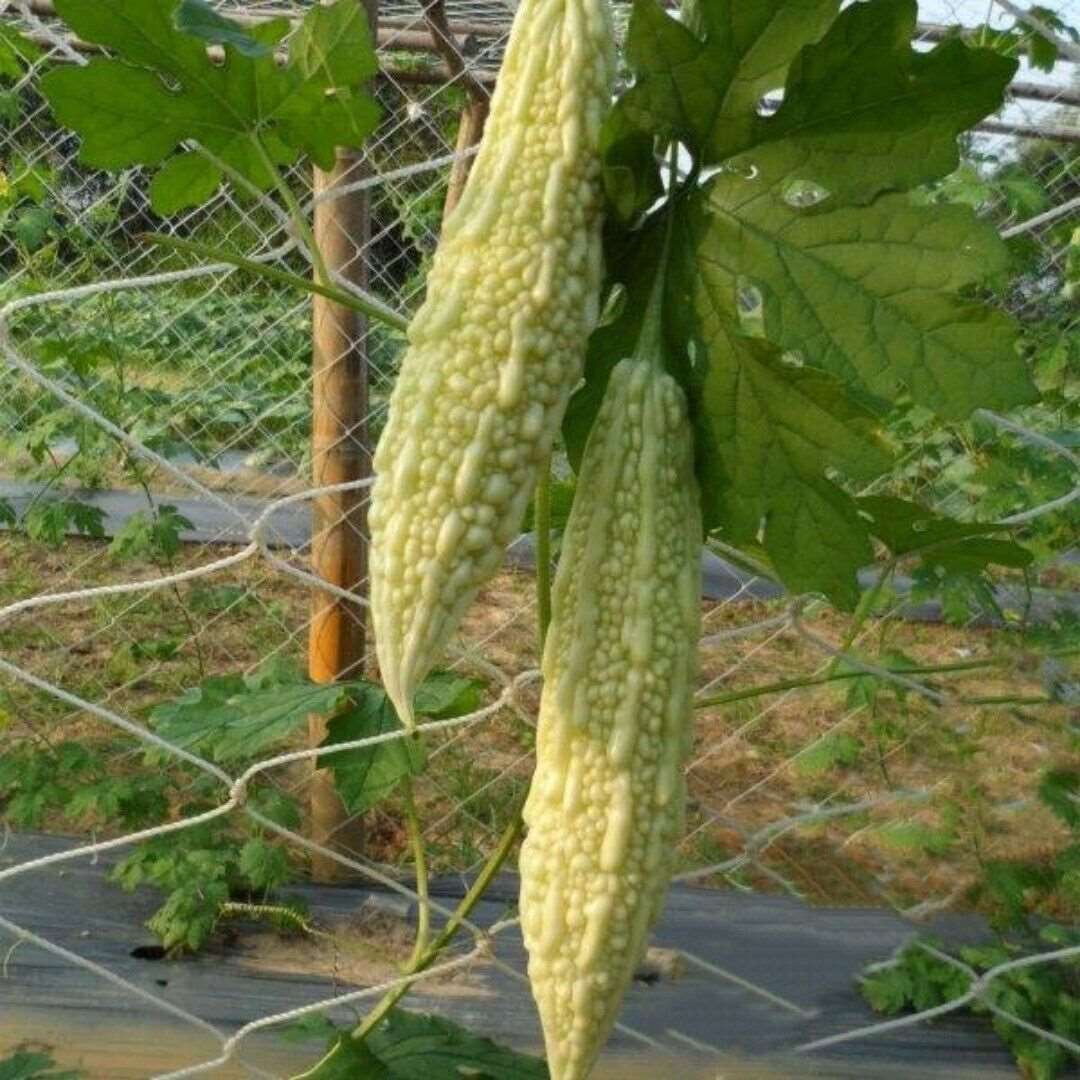 white Bitter Melon Bitter Gourd Seeds| Hybrid | 10 Seeds