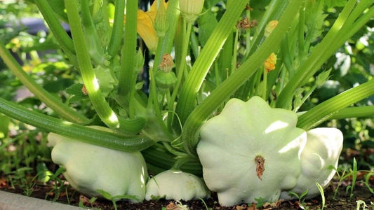 Early White Bush Scallop Summer Squash. 20 seeds.