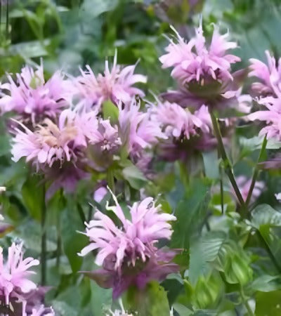 Wild Bergamot Flower Seeds.