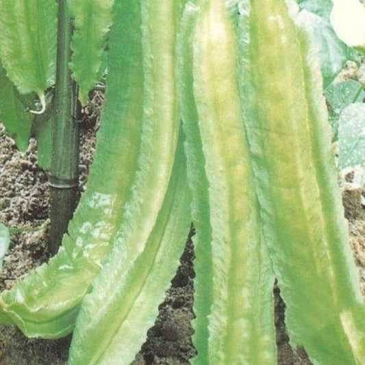 Winged Bean Seeds/ Asparagus Bean/ Dragon Bean. 15 seeds