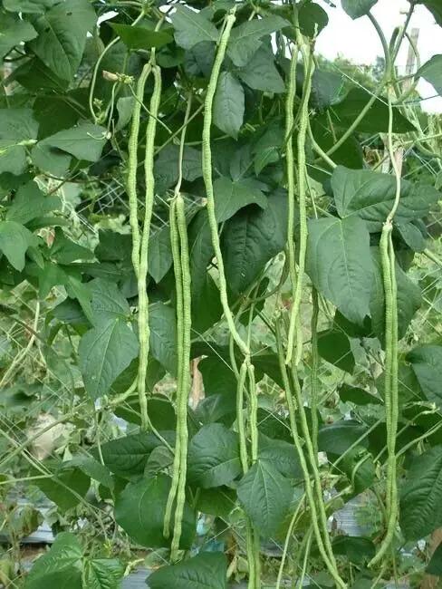 Yard Long Green Bean, asparagus beans, Chinese long beans Seeds.