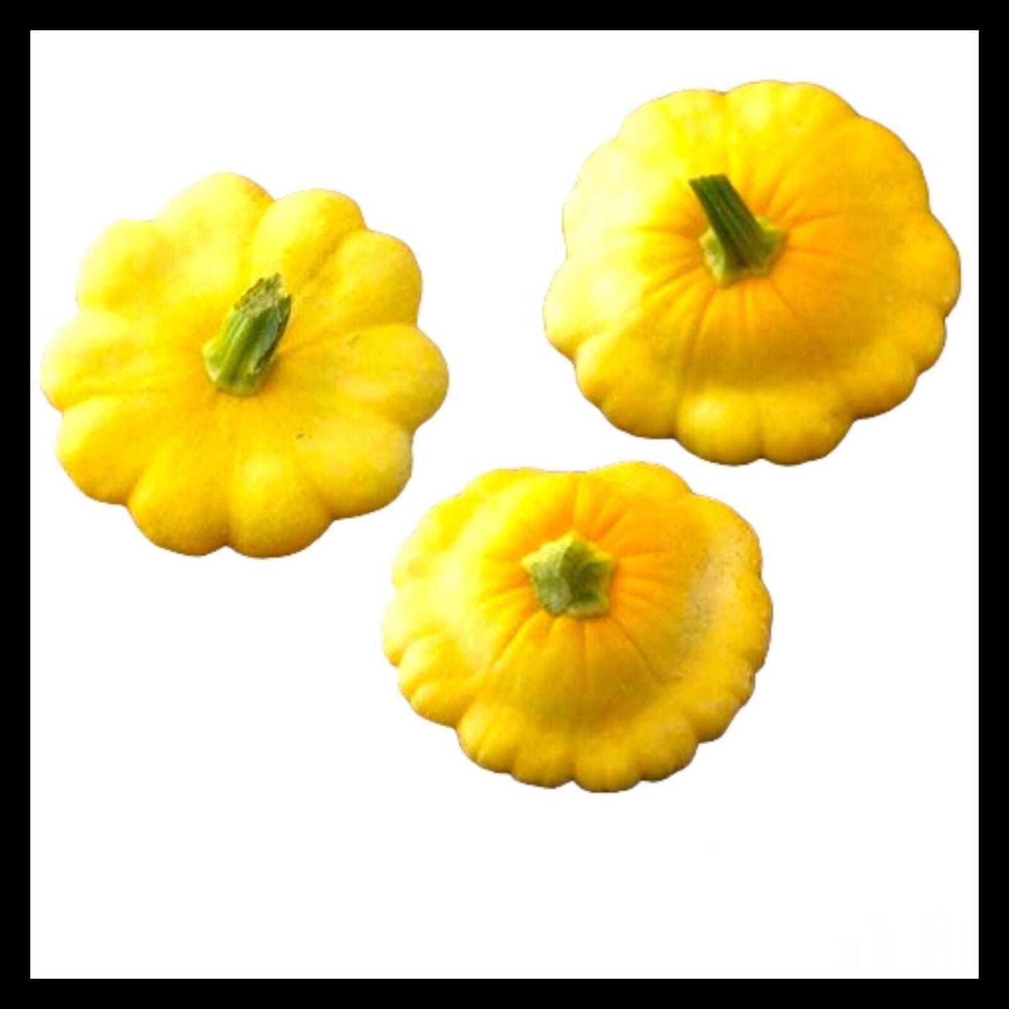 Yellow Bush Scallop Summer Squash Seeds|  NON-GMO, Yellow Patty Pan. 15 seeds