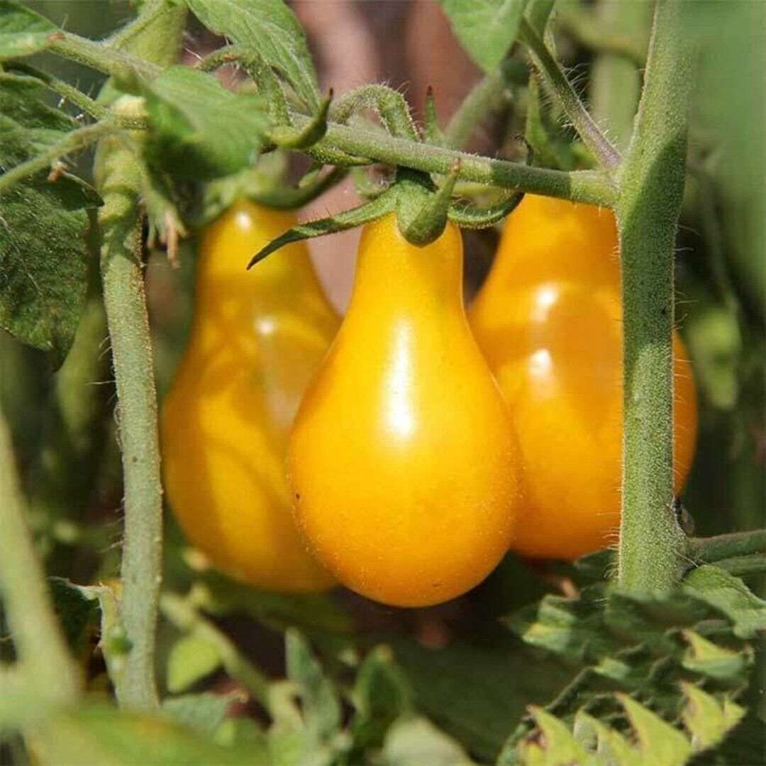 Yellow Pear TOMATO SEEDS | HIGH GERMINATION | NON-GMO | 50 Seeds