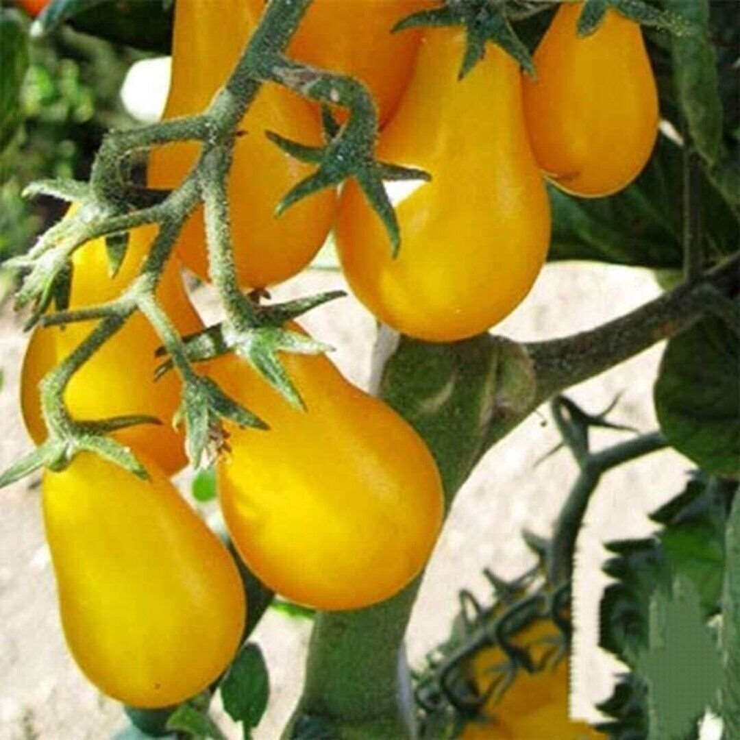 Yellow Plum Tomato Seeds | NON-GMO | 50 Seeds|