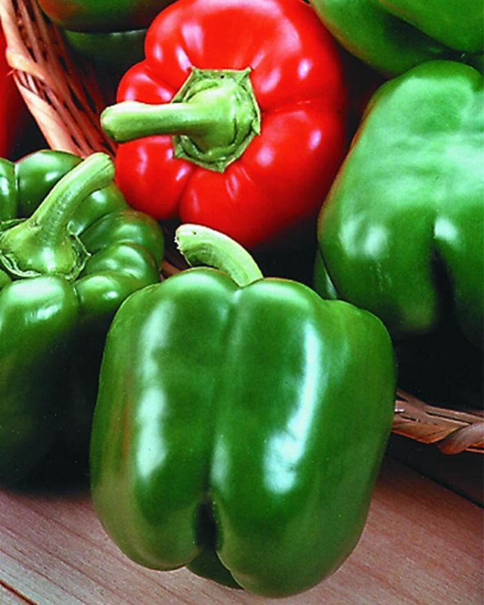 20 Yolo Wonder Sweet Pepper Seeds, Non-GMO, Heirloom.