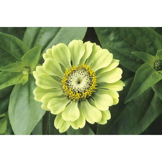 Zinnia ENVY elegans Lime Green Flowers RARE Butterflies. 200 Flower Seeds